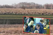 Odszkodowania za szkody wyrządzone przez ptaki