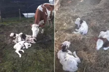 Trojaczki z Mazowsza