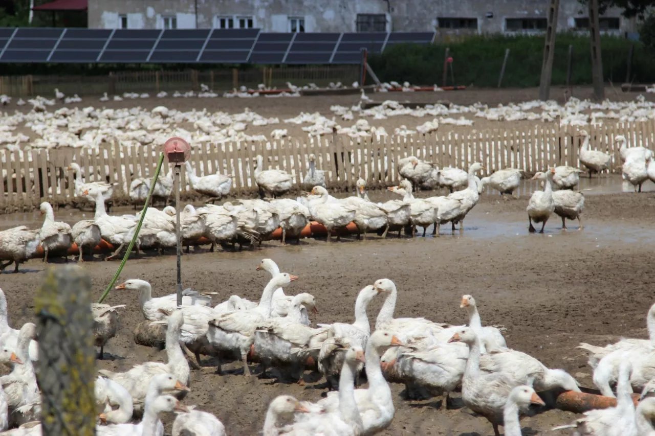 Polska gęsina drożeje. Ceny skupu wyższe nawet o 25 proc.