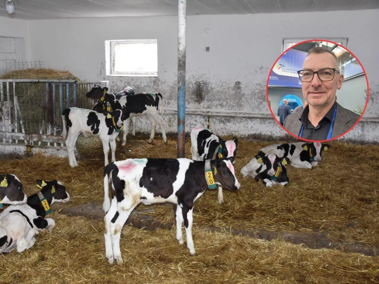 Wysokie ceny cieląt