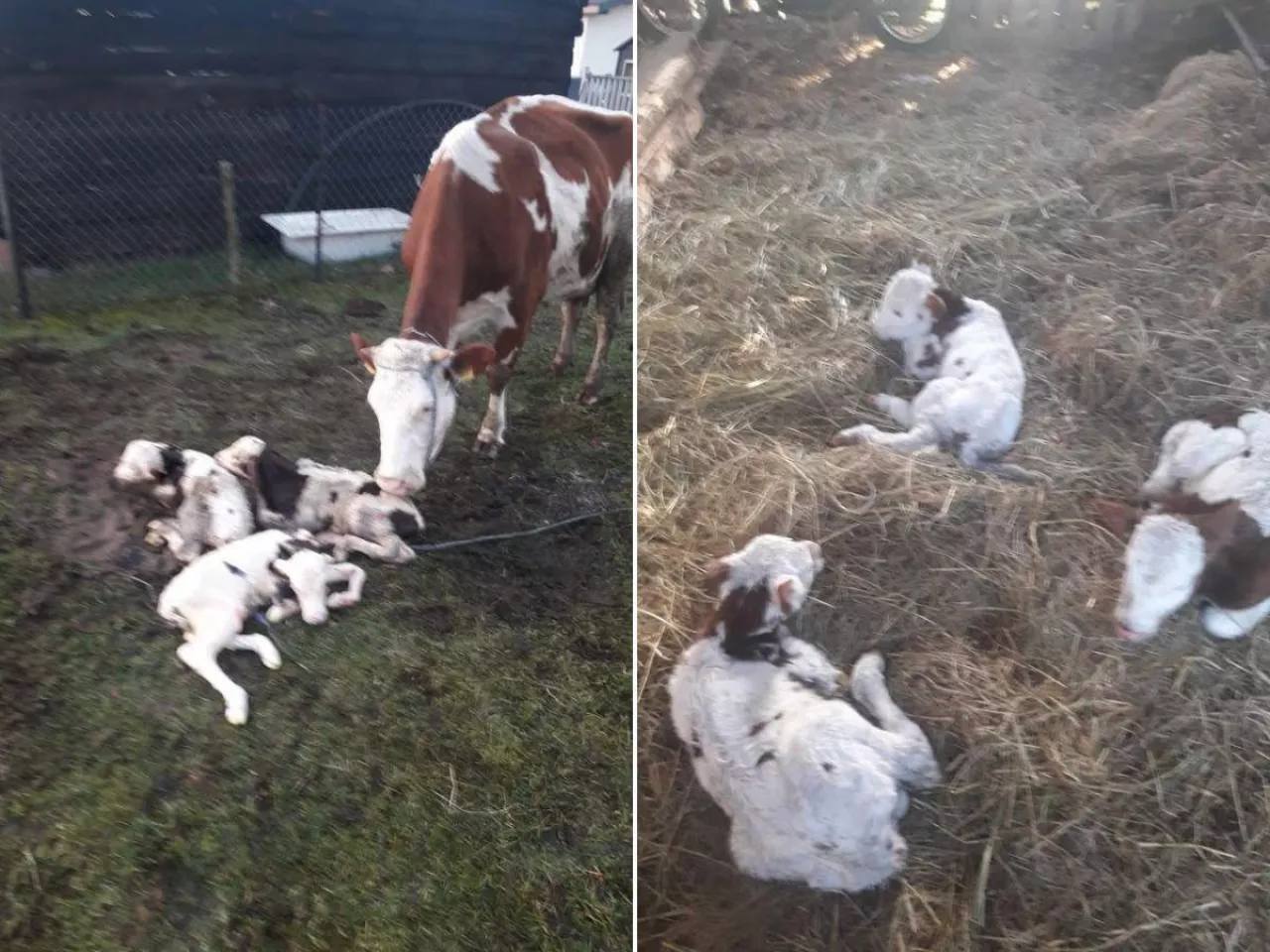 Trojaczki z Mazowsza