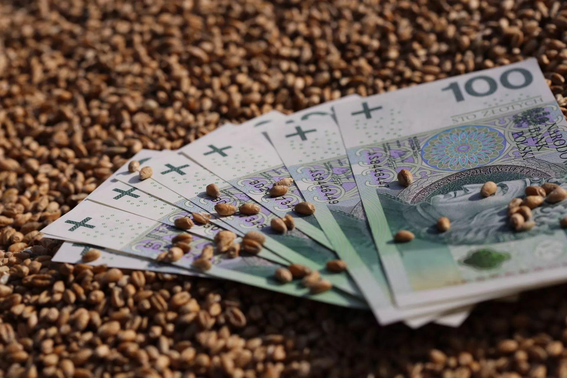 Zboża paszowe polecą w dół przez kukurydzę? Sprawdź aktualne ceny zbóż i rzepaku [SONDA]