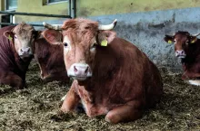 Bydło rasy limousine bardzo dobrze sprawdza się też w chowie intensywnym. Buhajki osiągają wtedy przyrosty ponad 1000 g/dobę (nawet 1500 g).