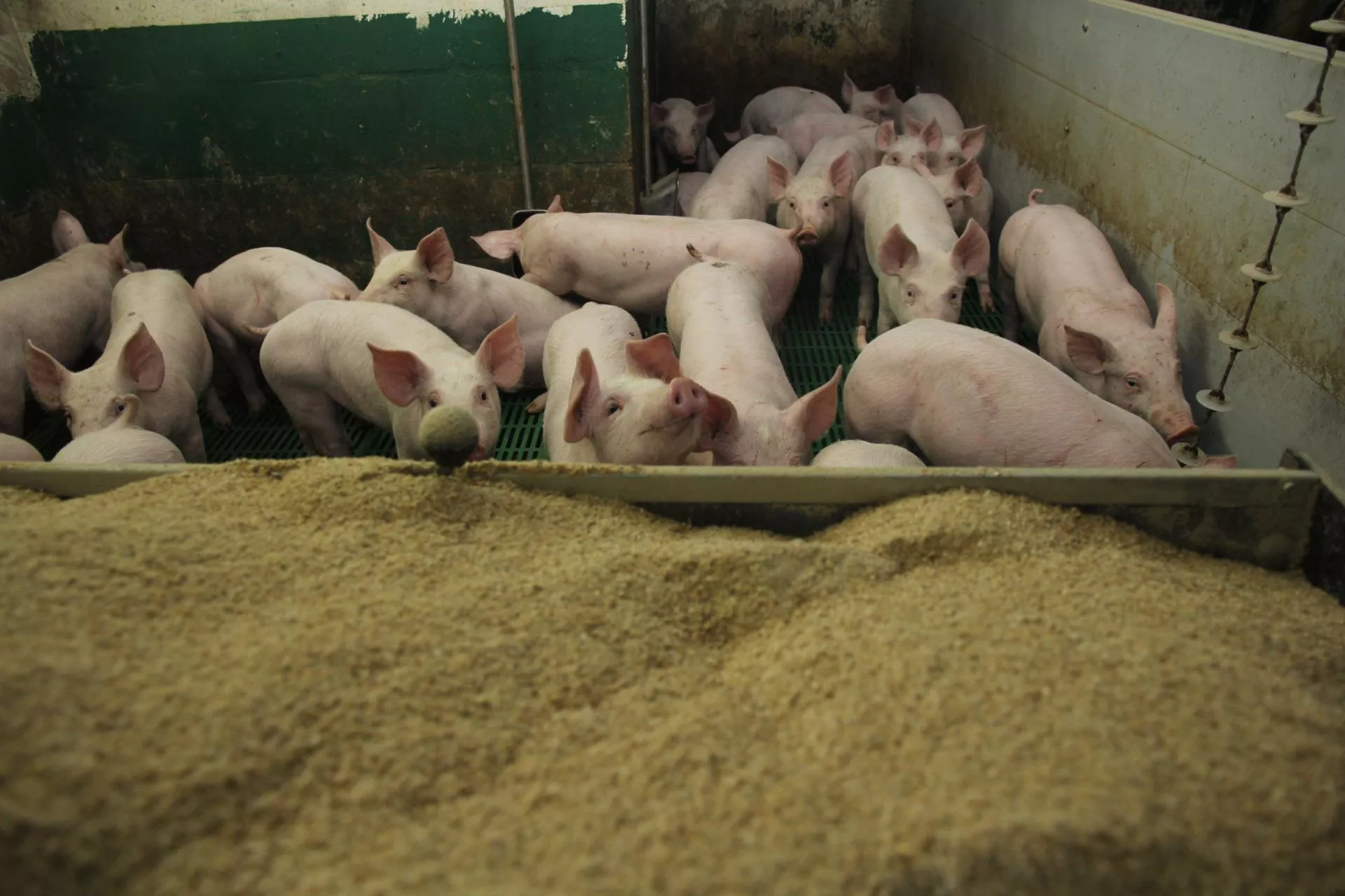 Rolnikom zostaje coraz mniej z tucznika. Jakie są ceny świń w Polsce? [SONDA]