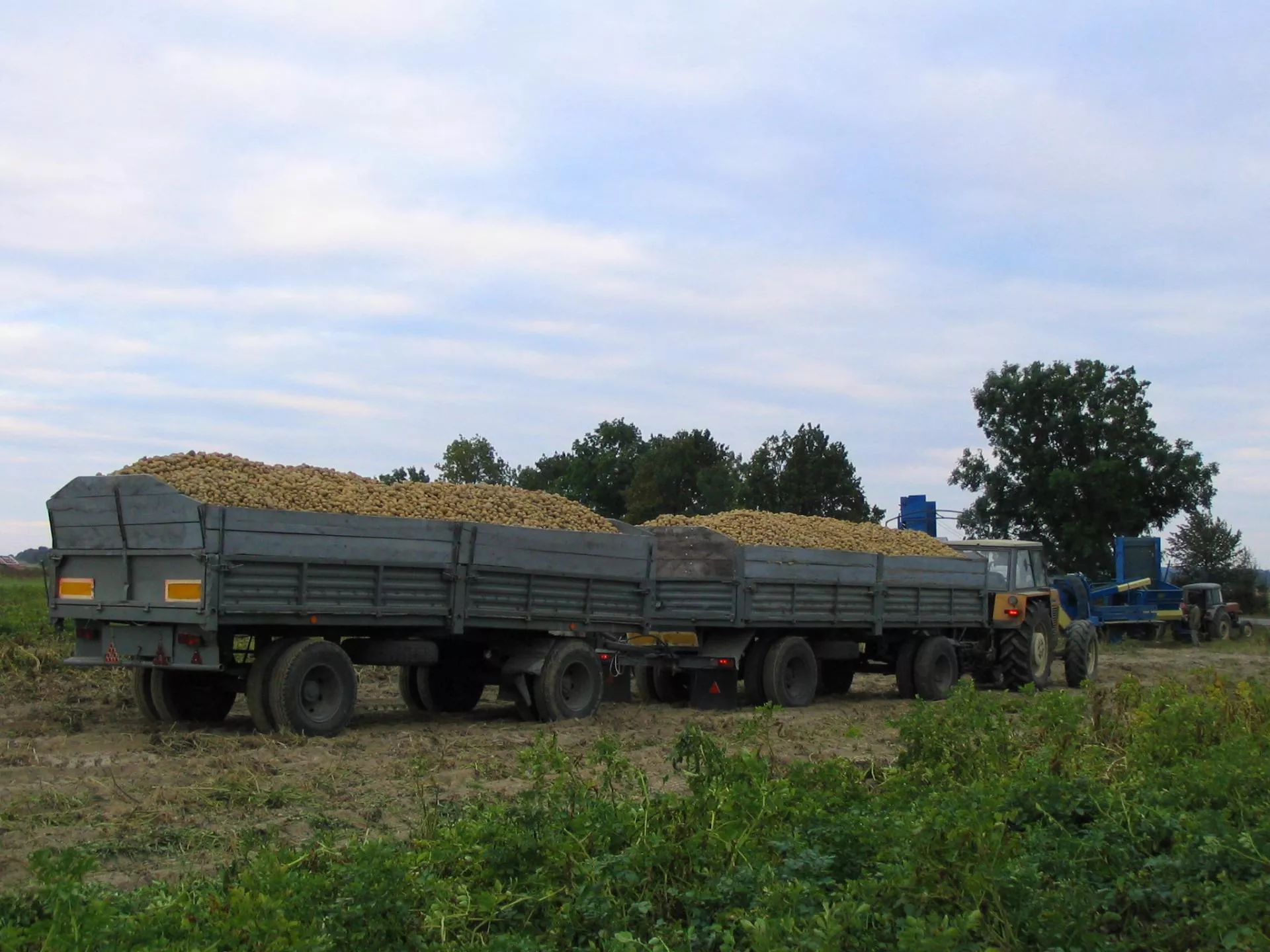 Ceny skupu tak niskie, iż nie opłaca się zbierać. Minister wyjaśnia, co z pomocą dla rolników