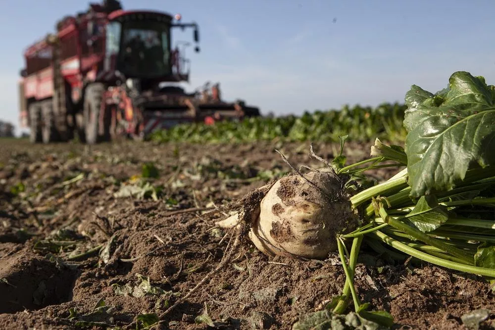 Cukrownie tną kontraktację buraków choćby o 25 proc. Rolnicy biją na alarm