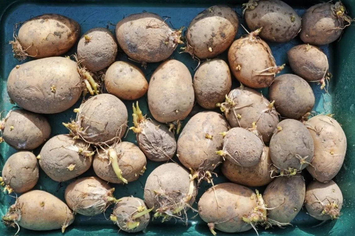 Ziemniaki zagrożone? Posłowie żądają odszkodowań dla rolników