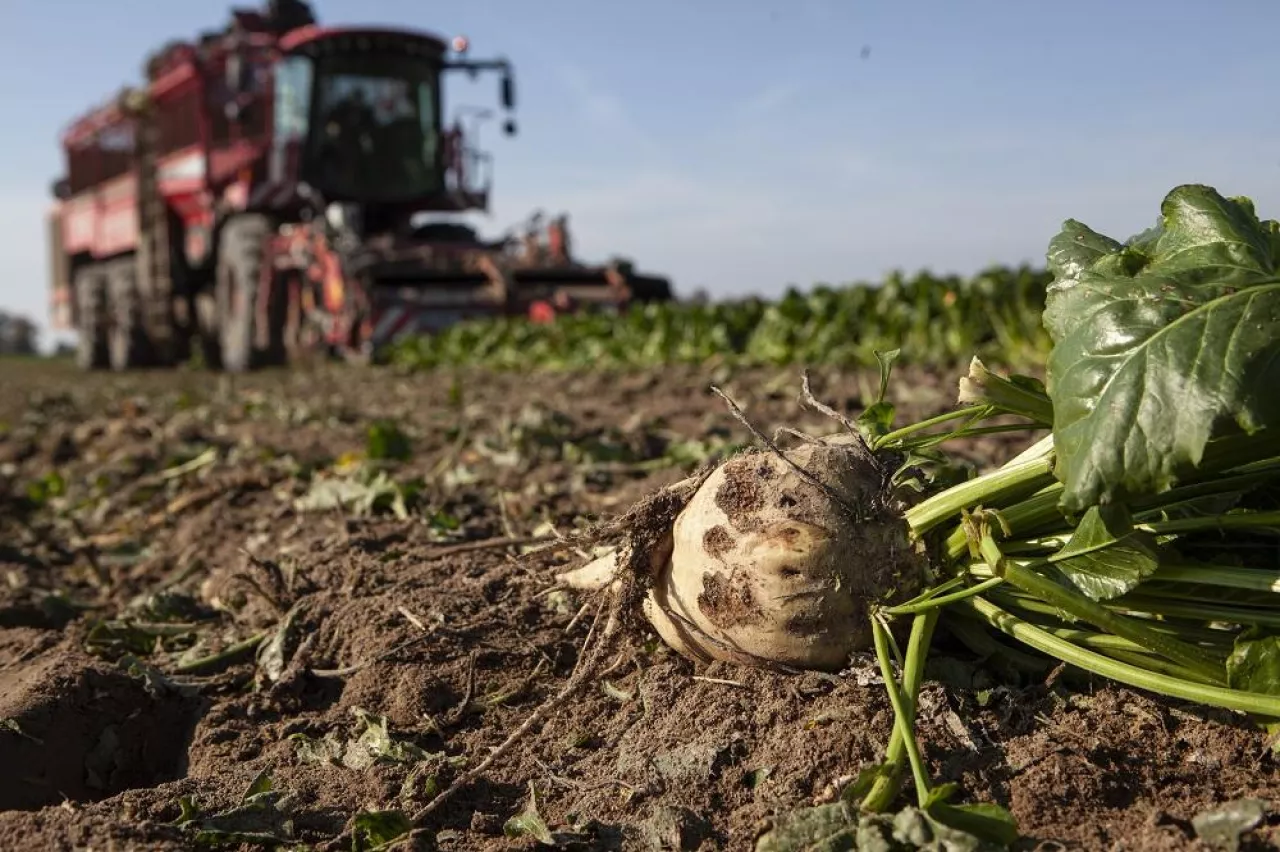 Cukrownie tną kontraktację buraków nawet o 25 proc. Rolnicy biją na alarm