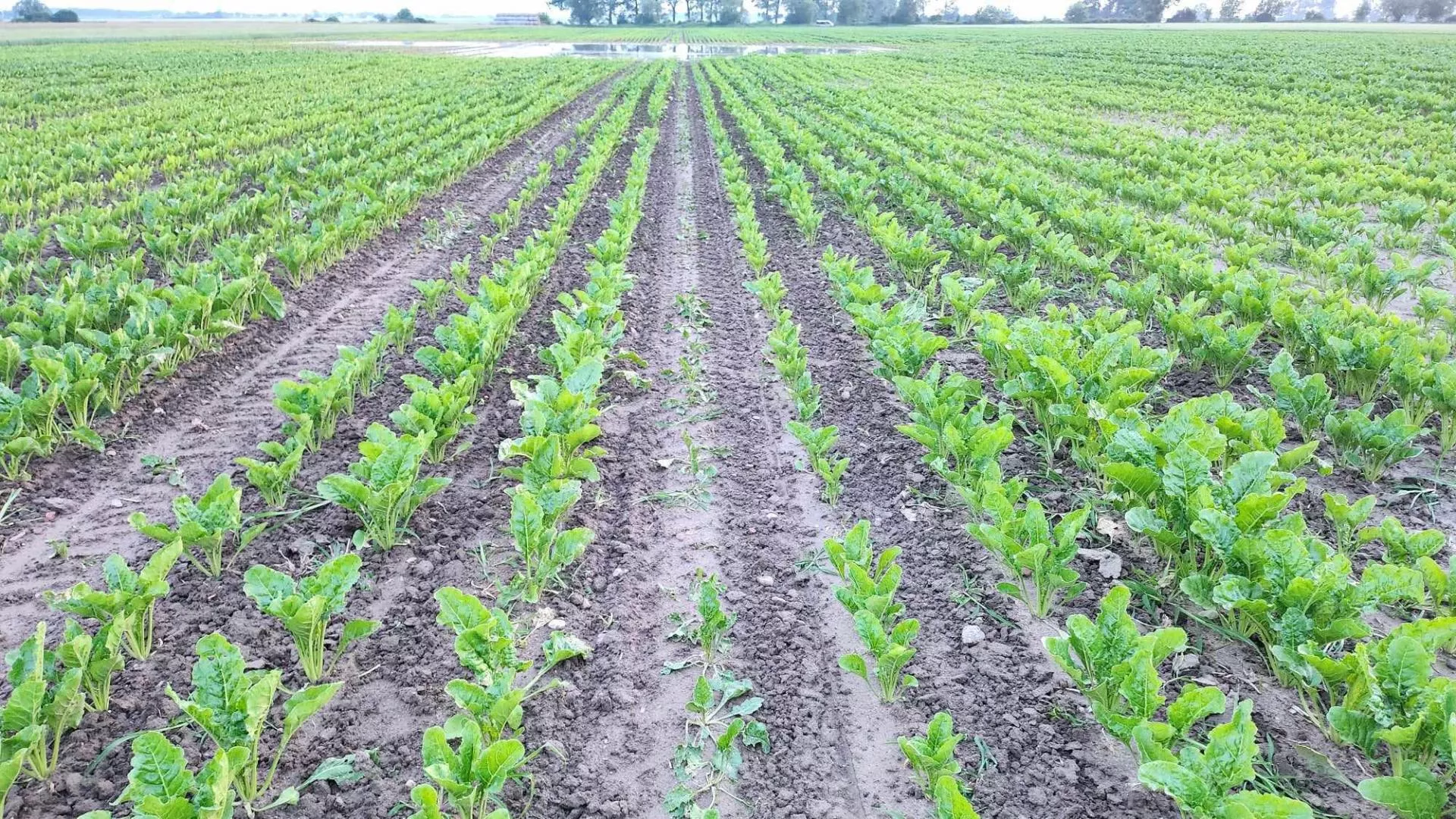 Rolniku, szykuj się na siew 2026. KGS rekomenduje odmiany buraka cukrowego