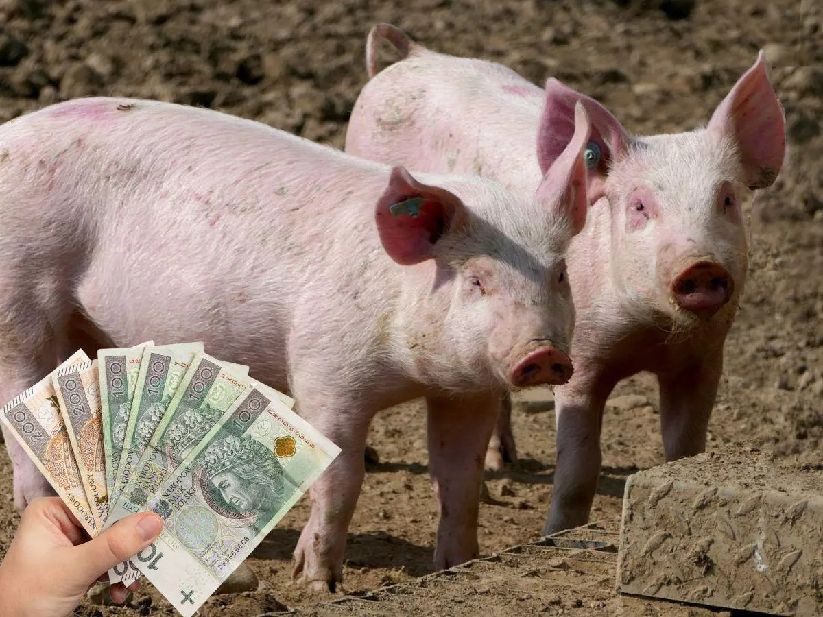 Ceny prosiąt rosną. Sprawdź, ile trzeba zapłacić [SONDA]