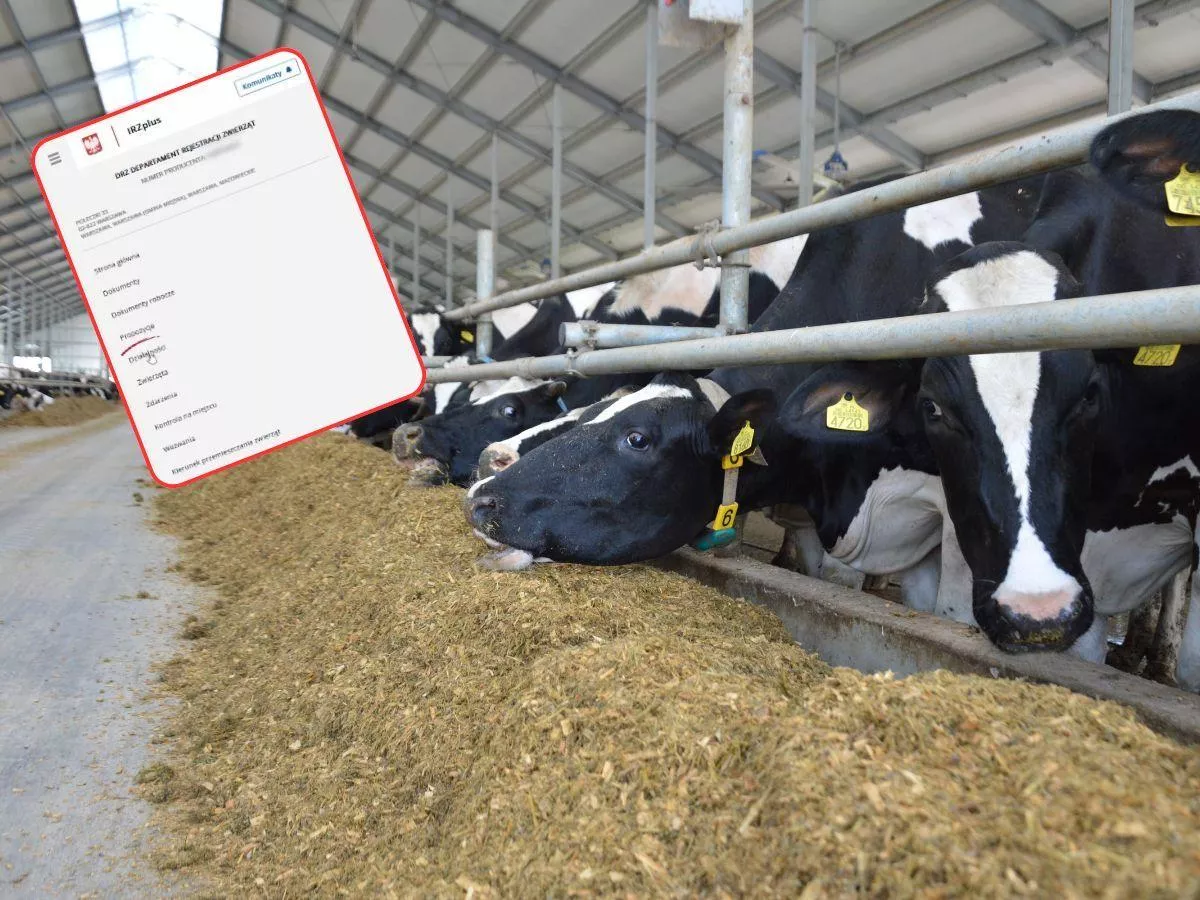 Raport obrotu stada IRZplus w minutę. ARiMR pokazuje, jak to zrobić