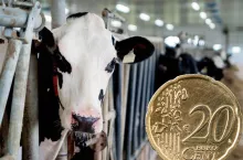 Ceny mleka lecą w dół. Mleczarnie tną stawki nawet o 5 centów