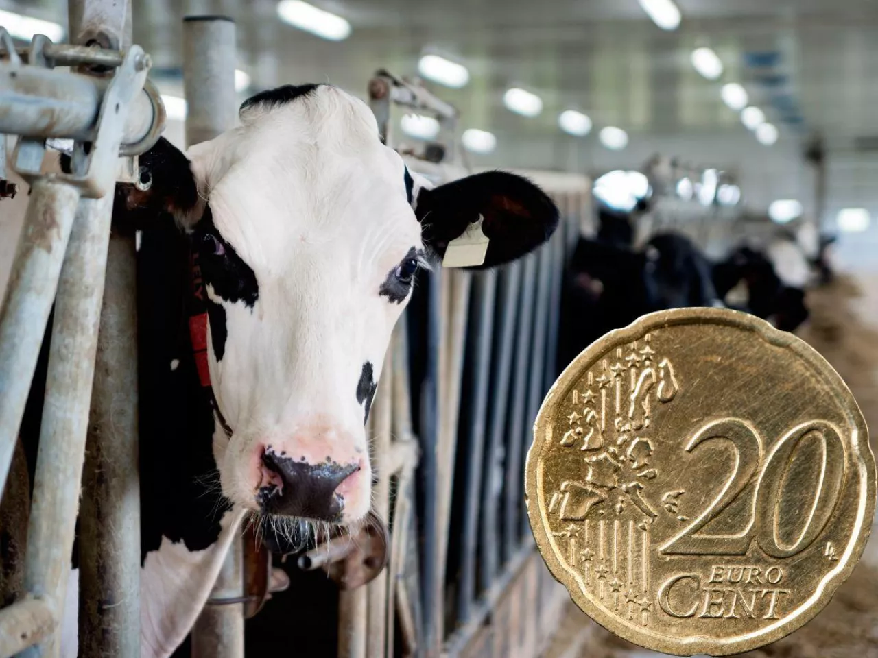 Ceny mleka lecą w dół. Mleczarnie tną stawki nawet o 5 centów