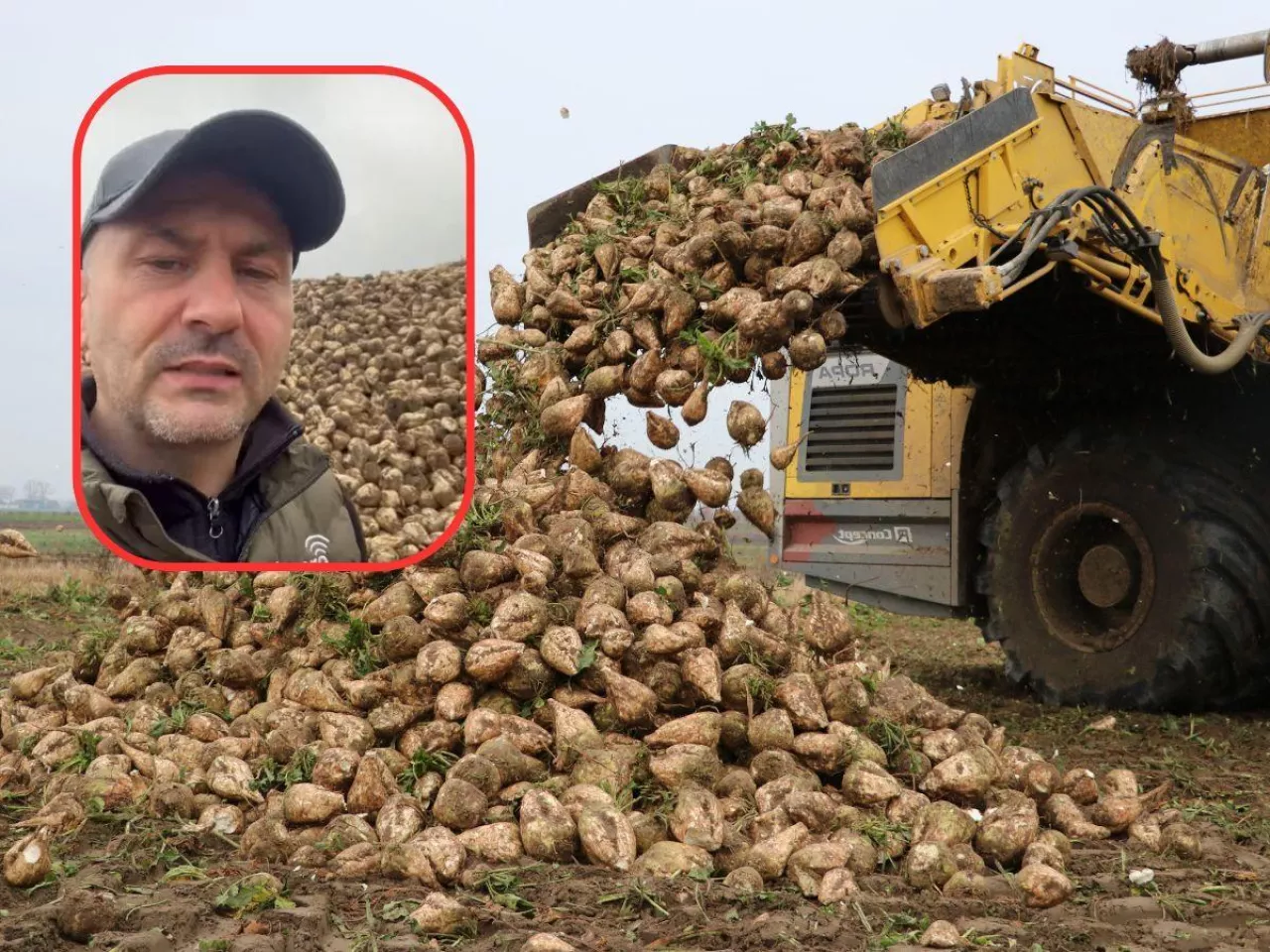 Jarosław Miściur, buraki cukrowe