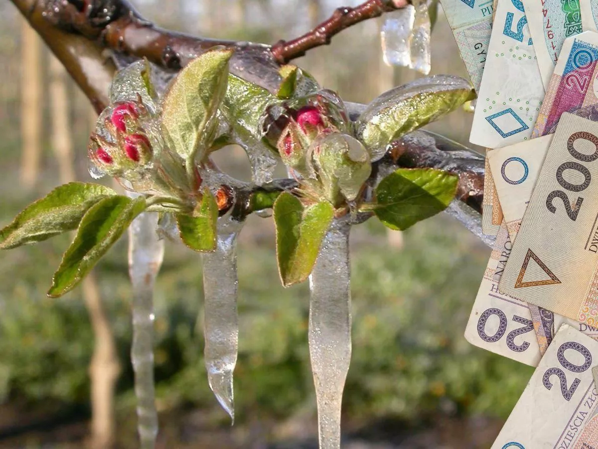 Rusza pomoc po przymrozkach. Ale tylko dla wybranych