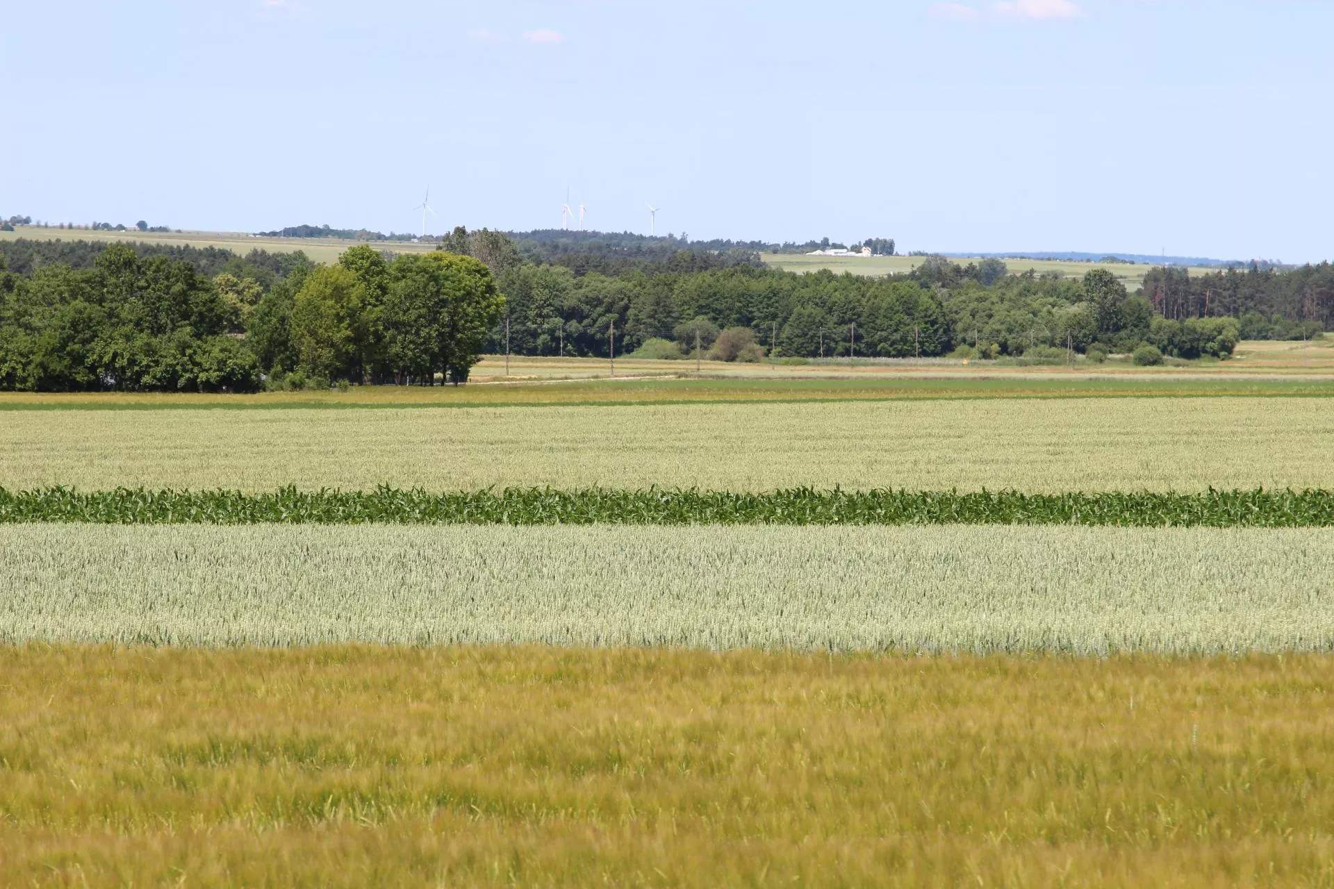 Dzierżawa ziemi od państwa – jak to zrobić krok po kroku?