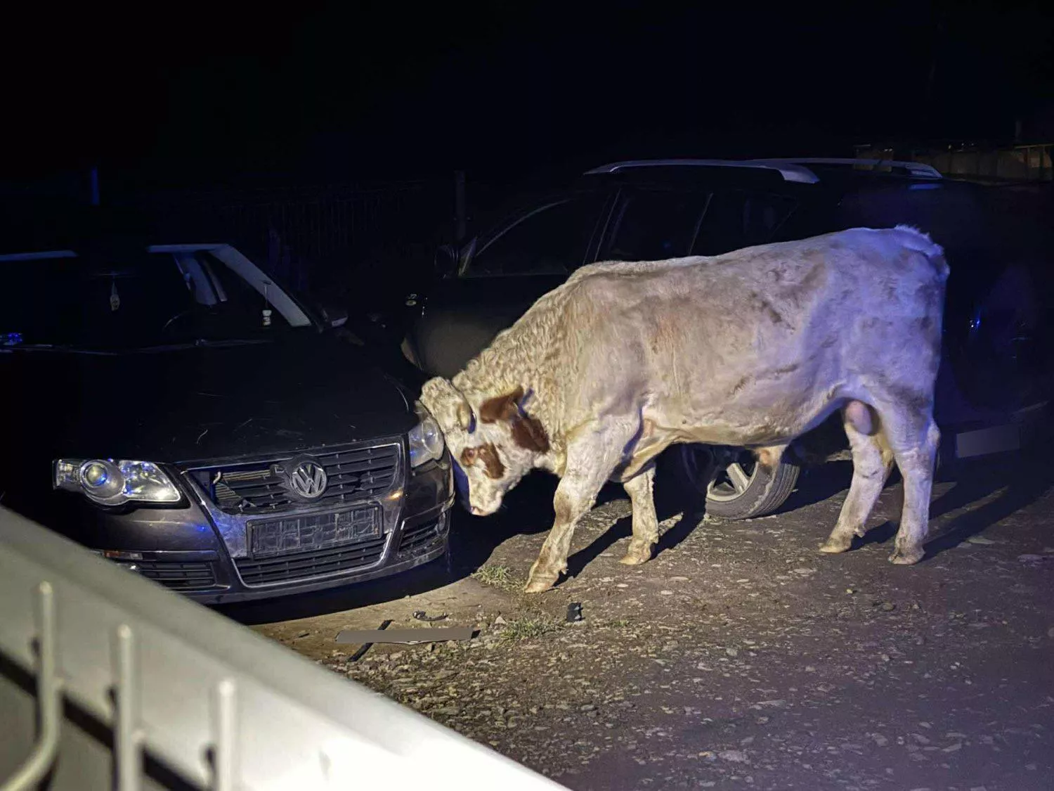 Byki raniły rolnika i niszczyły gospodarstwo. Interweniowały służby