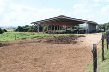 Obora dla krów zasuszonych to tak naprawdę jedynie zadaszona wiata. 