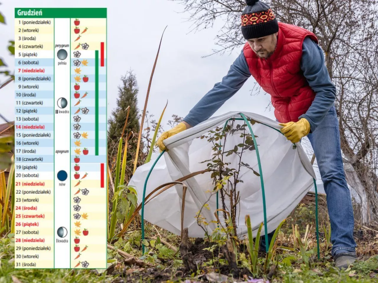 Kalendarz biodynamiczny na grudzień 2025. Kiedy podlewać i ciąć, a kiedy nic nie robić?