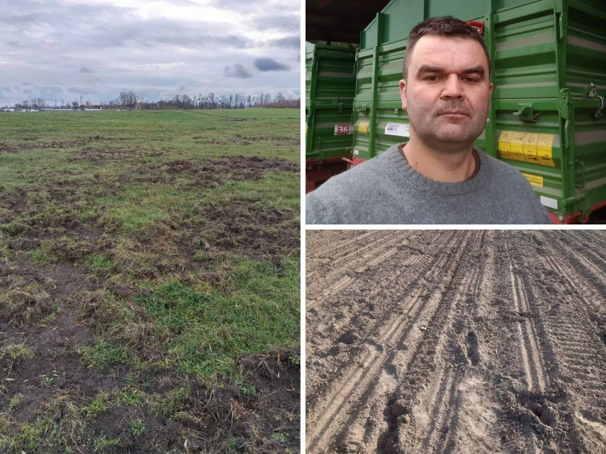 Z 2,5 ha tylko 7 ton kukurydzy. Rolnicy spod Sochaczewa: pilnujemy nocą, a państwo śpi