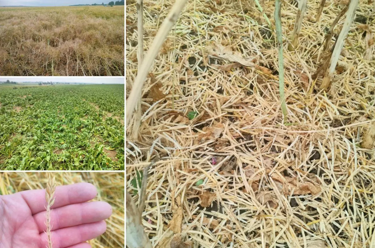 Termin mija, protokołów nie ma. Rolnicy mogą stracić 3000 zł za hektar