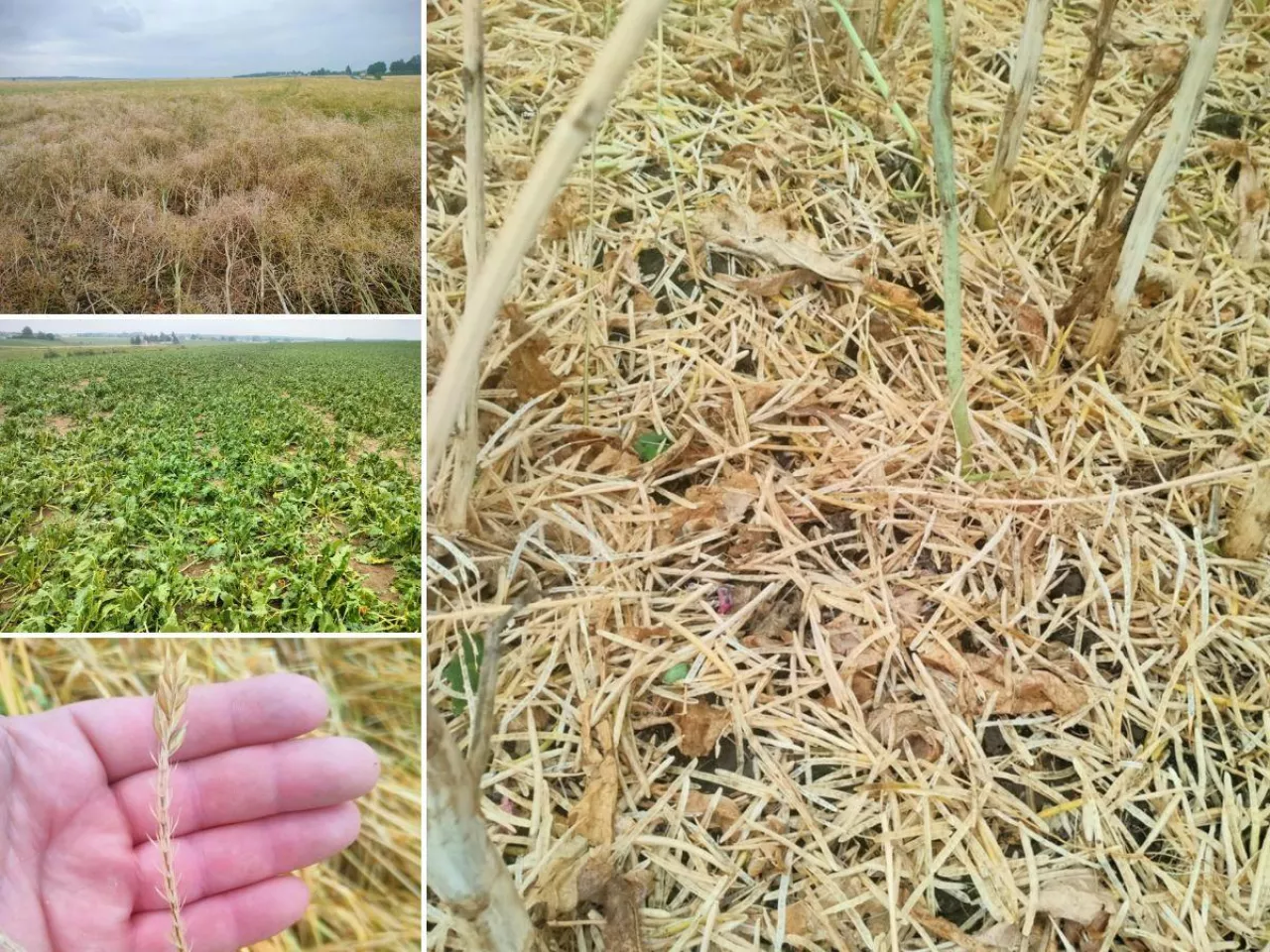 Gradobicie na Lubelszczyźnie