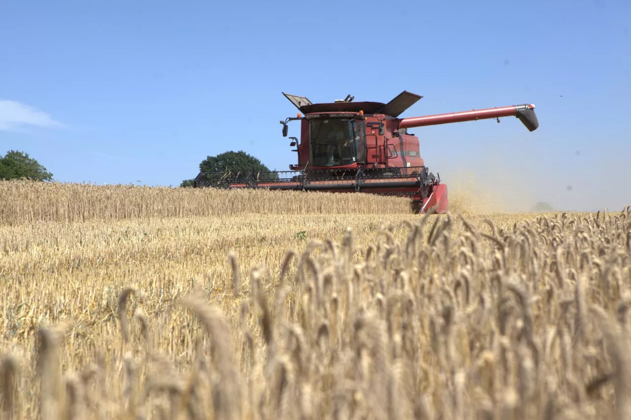 Pszenica i kombajn na na polu