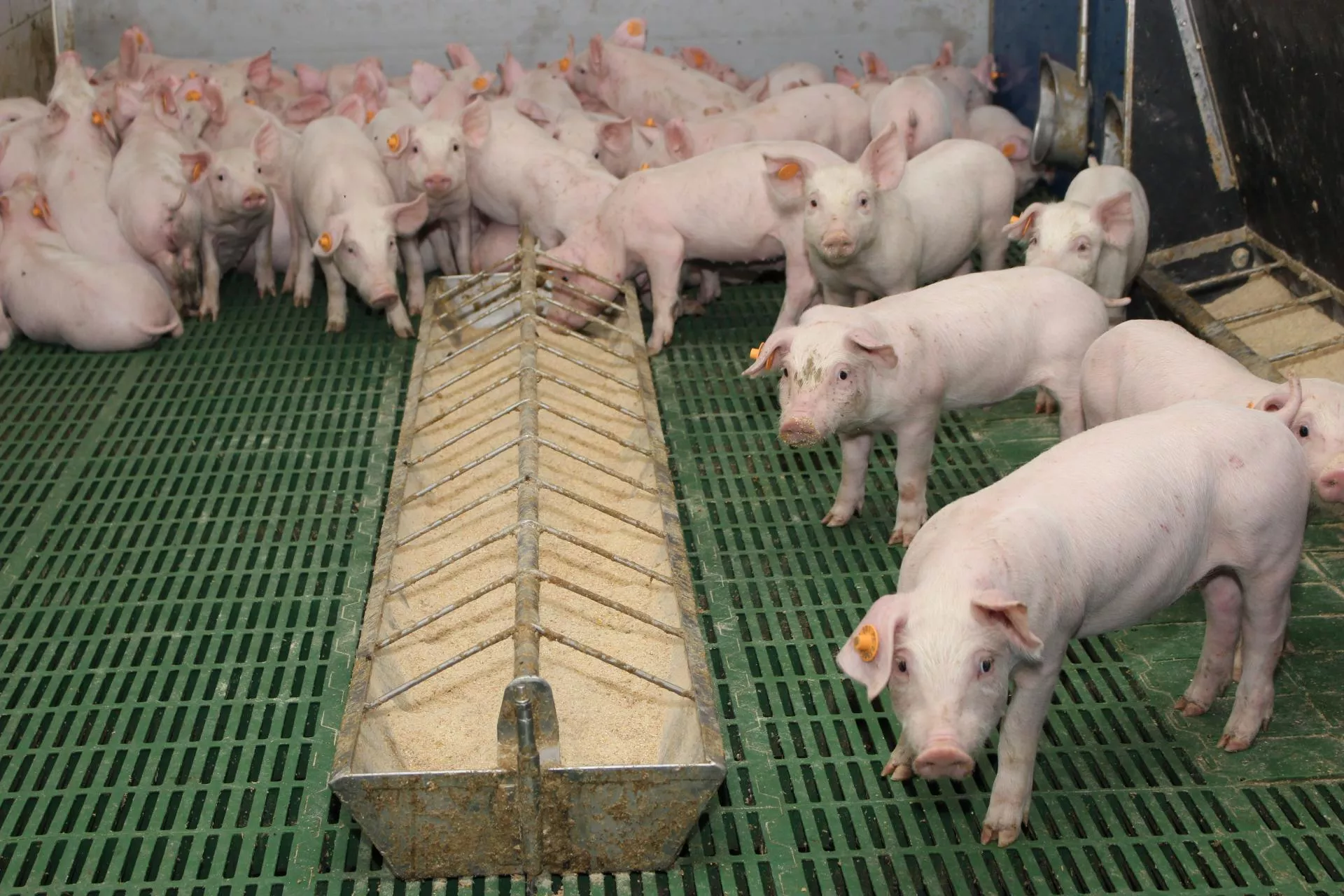 Mrówczan wapnia. Prosty sposób na zdrowe prosięta i lepszy odchów