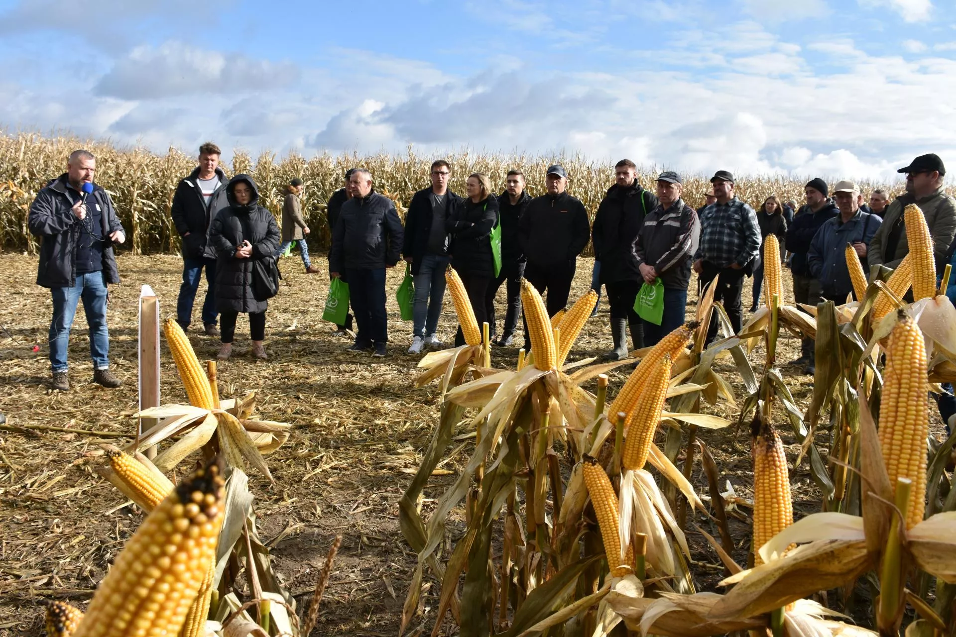 Kukurydza: która odmiana dała najlepszy plon? Mamy wyniki z Kujaw