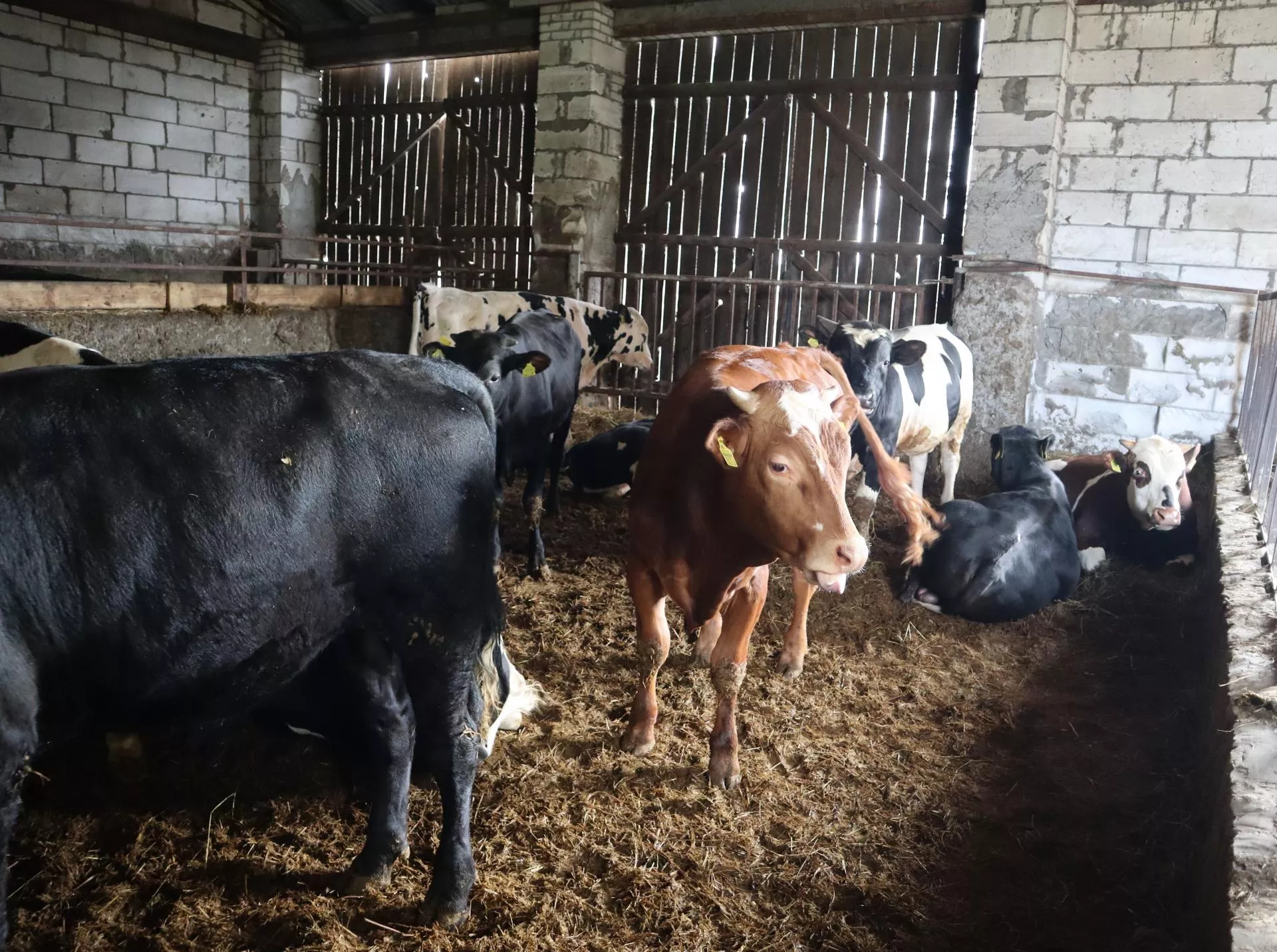 Masz bydło na głębokiej ściółce? Sprawdź, czy musisz mieć płytę obornikową