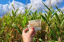 dłoń z banknotami polskimi, na tle pola 