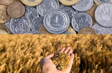 zboże w dłoni, monety polskie
