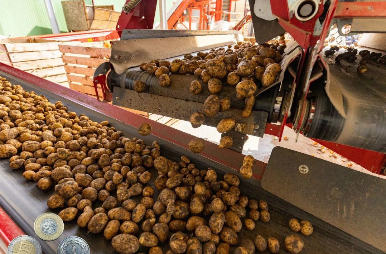 Ziemniaki z Niemiec po 20 groszy zalewają Polskę. Rolnicy wściekli