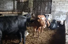 Utrzymywanie zwierząt na głębokiej ściółce nie wymaga budowy płyty obornikowej, jeśli spełnione są zasady dotyczące podłoża i ściółki