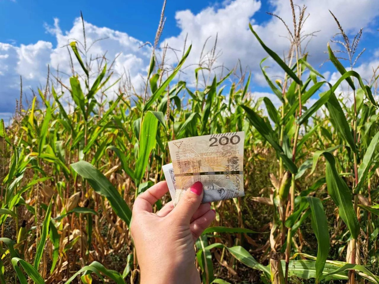 dłoń z banknotami polskimi, na tle pola 