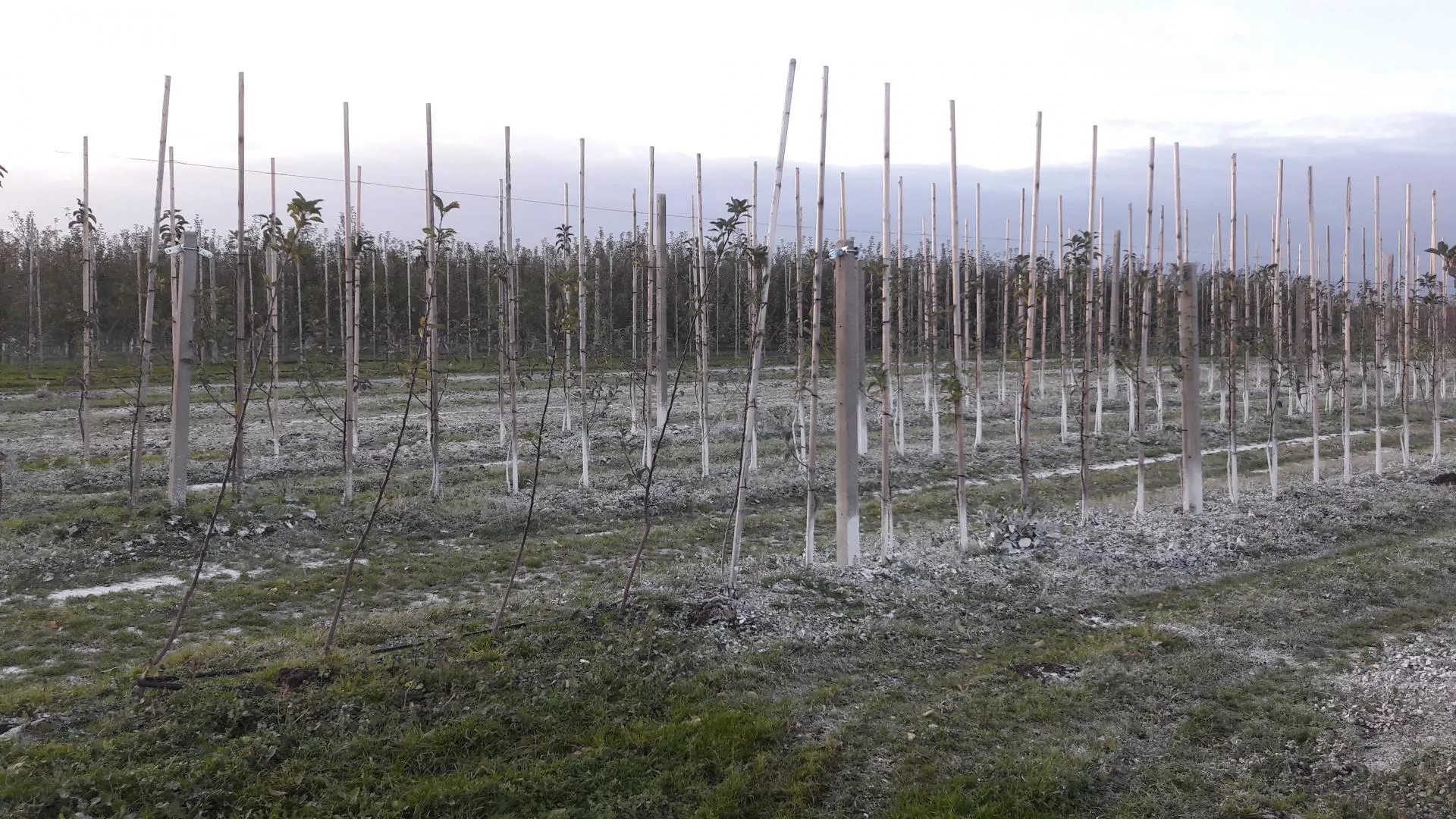 Jak przygotować sad do zimy? Najważniejsze zabiegi ochronne krok po kroku