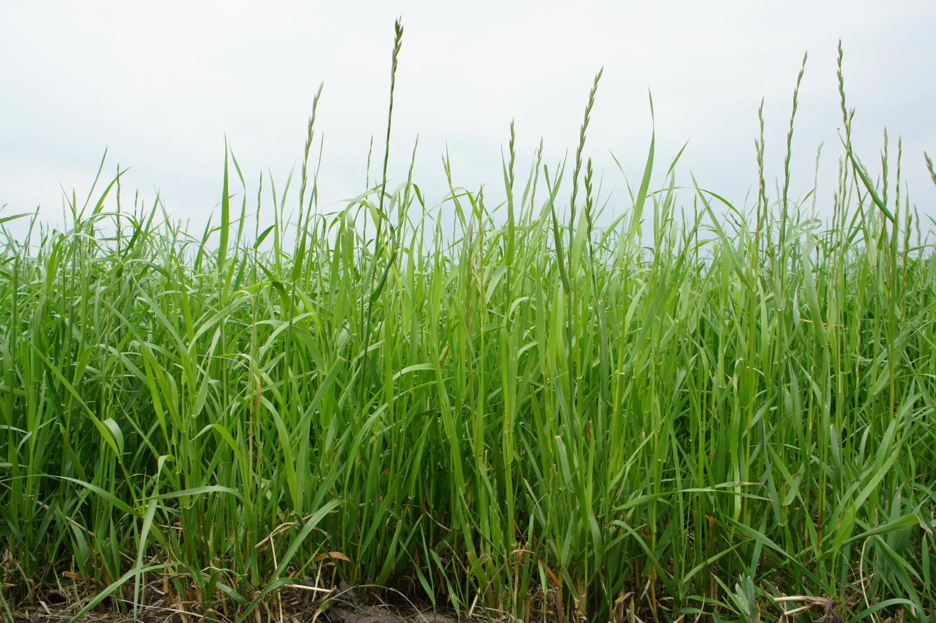 Wapń wzmacnia tkanki roślin, a siarka poprawia jakość plonów