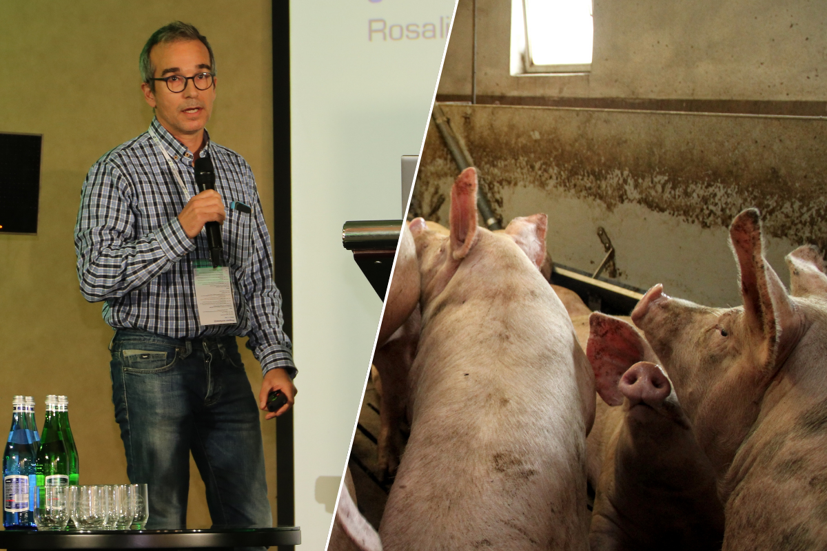 PRRS uderza w europejskie fermy. Eksperci: tylko ten system daje szansę na stabilność