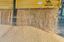 Są perspektywy do wzrostu cen pszenicy