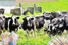 3,1 mld euro z polskiego mleka. Te kraje kupują najwięcej