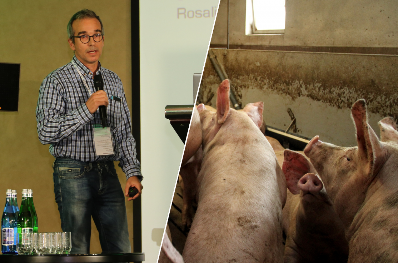 PRRS uderza w europejskie fermy. Eksperci: tylko ten system daje szansę na stabilność