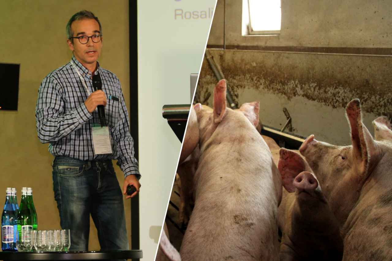 Model pięciotygodniowy to obecnie najskuteczniejsze narzędzie bioasekuracji wewnętrznej, jakie mamy. Przy Rosalii daje realną szansę na opanowanie sytuacji – podsumowywał Carlos Casanovas.