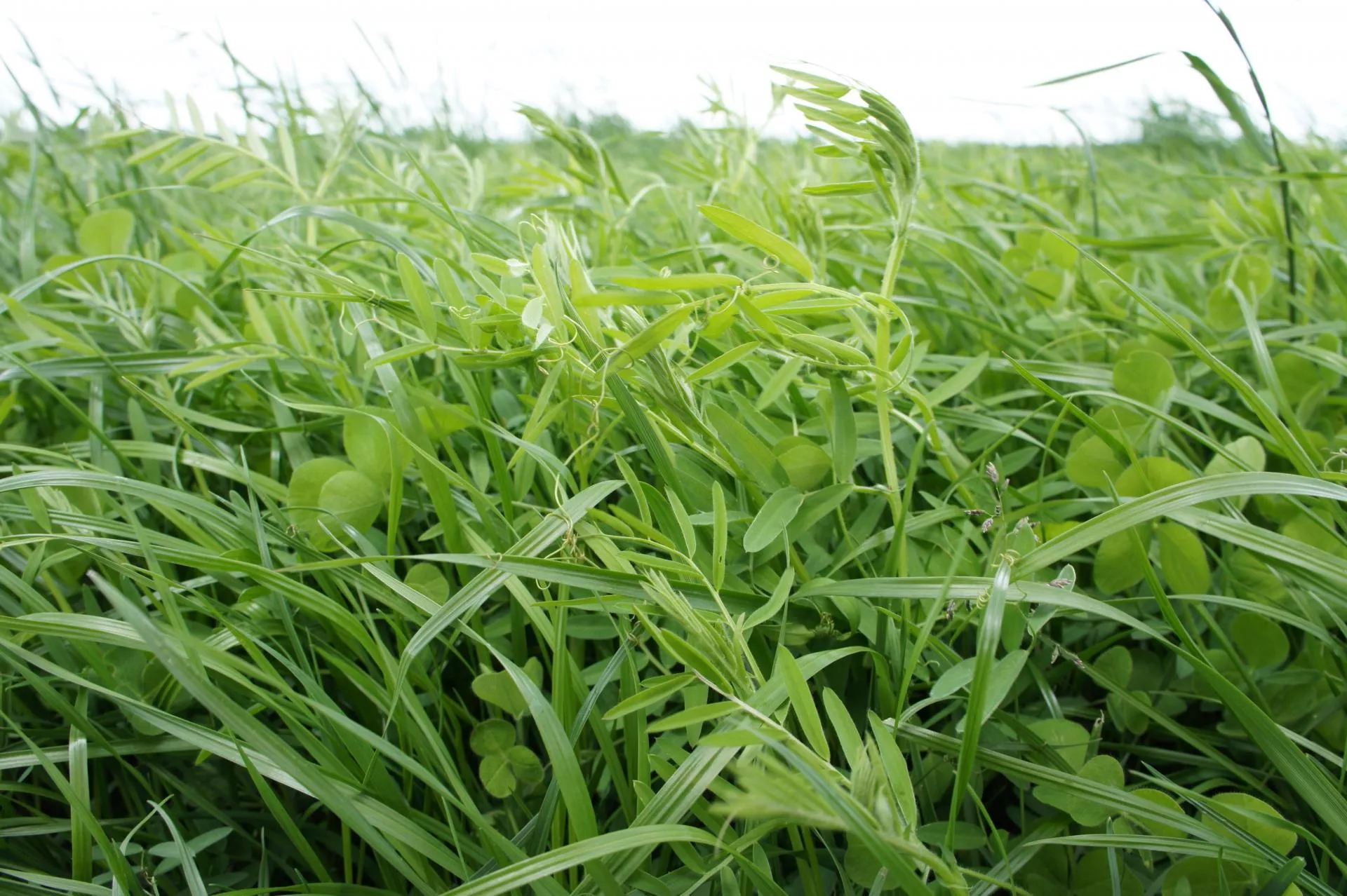 Rolnicy stracą jedyny ekoschemat? Kukurydza wciąż na polach, a termin mija