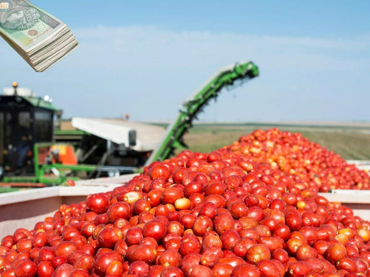 Polska kupiła pomidory z Holandii za PÓŁ MILIARDA zł. Kto jeszcze na tym zarabia?