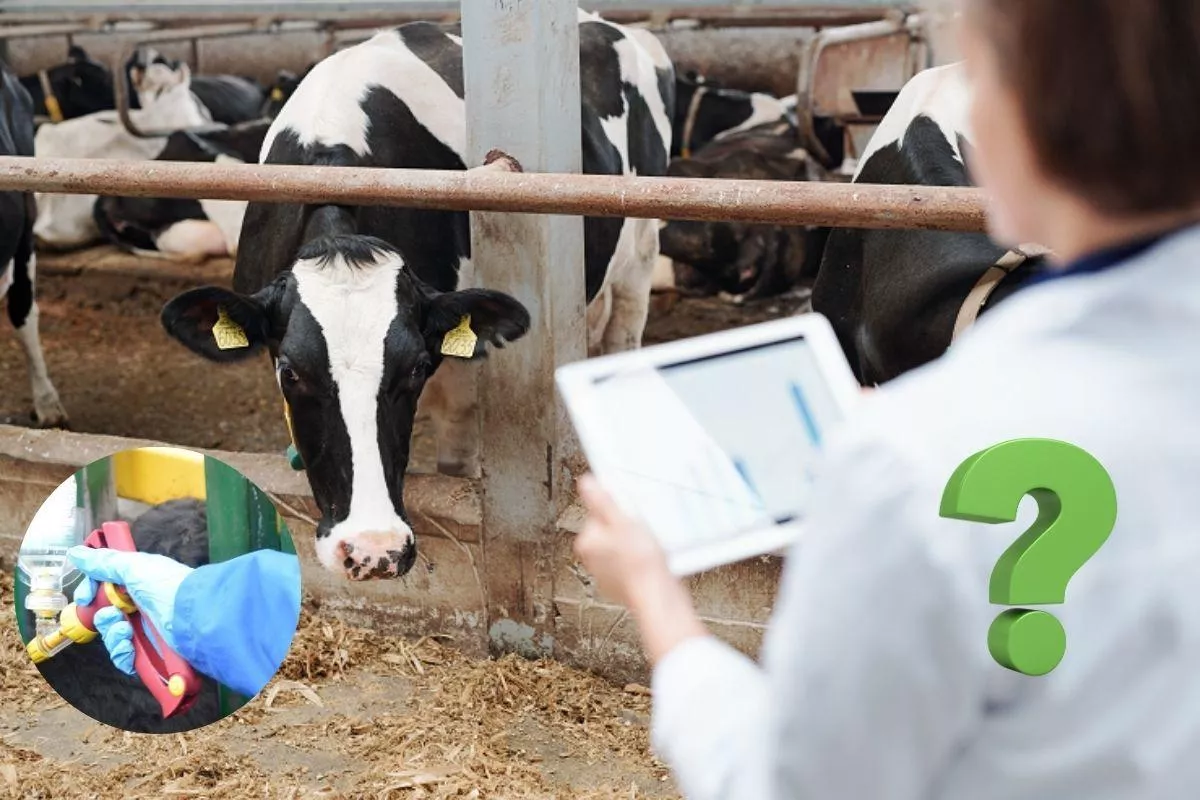 Niebieski język rozlewa się po kraju. Jest 5 nowych ognisk. Gdzie? [MAPA]