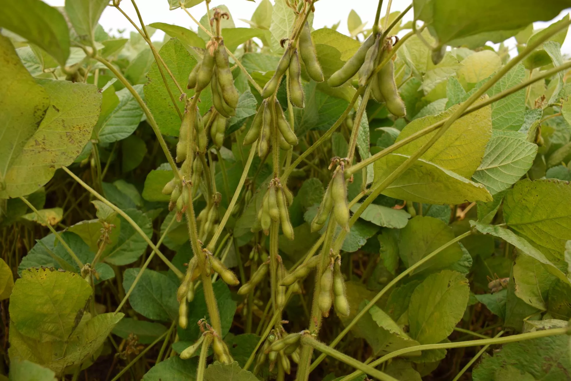 Alarm na plantacjach soi. Patogeny bakteryjne coraz groźniejsze dla polskich upraw