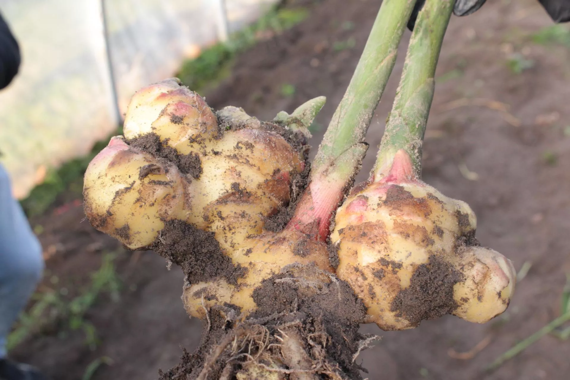 Polscy rolnicy będą uprawiać imbir. Naukowcy z Poznania pokazali, iż to możliwe