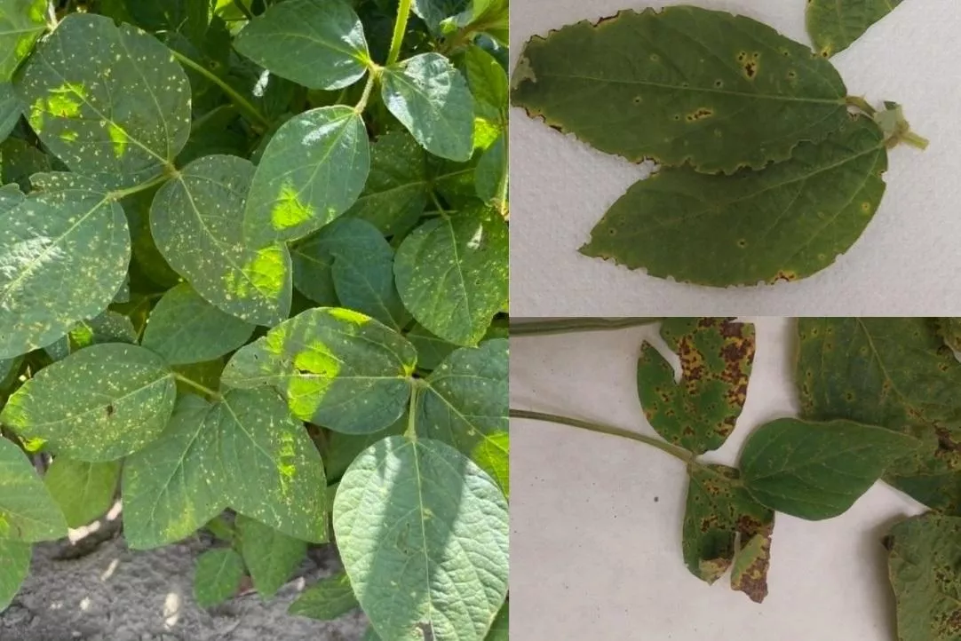 Groźne bakterie w polskiej soi! Naukowcy alarmują o nowych chorobach