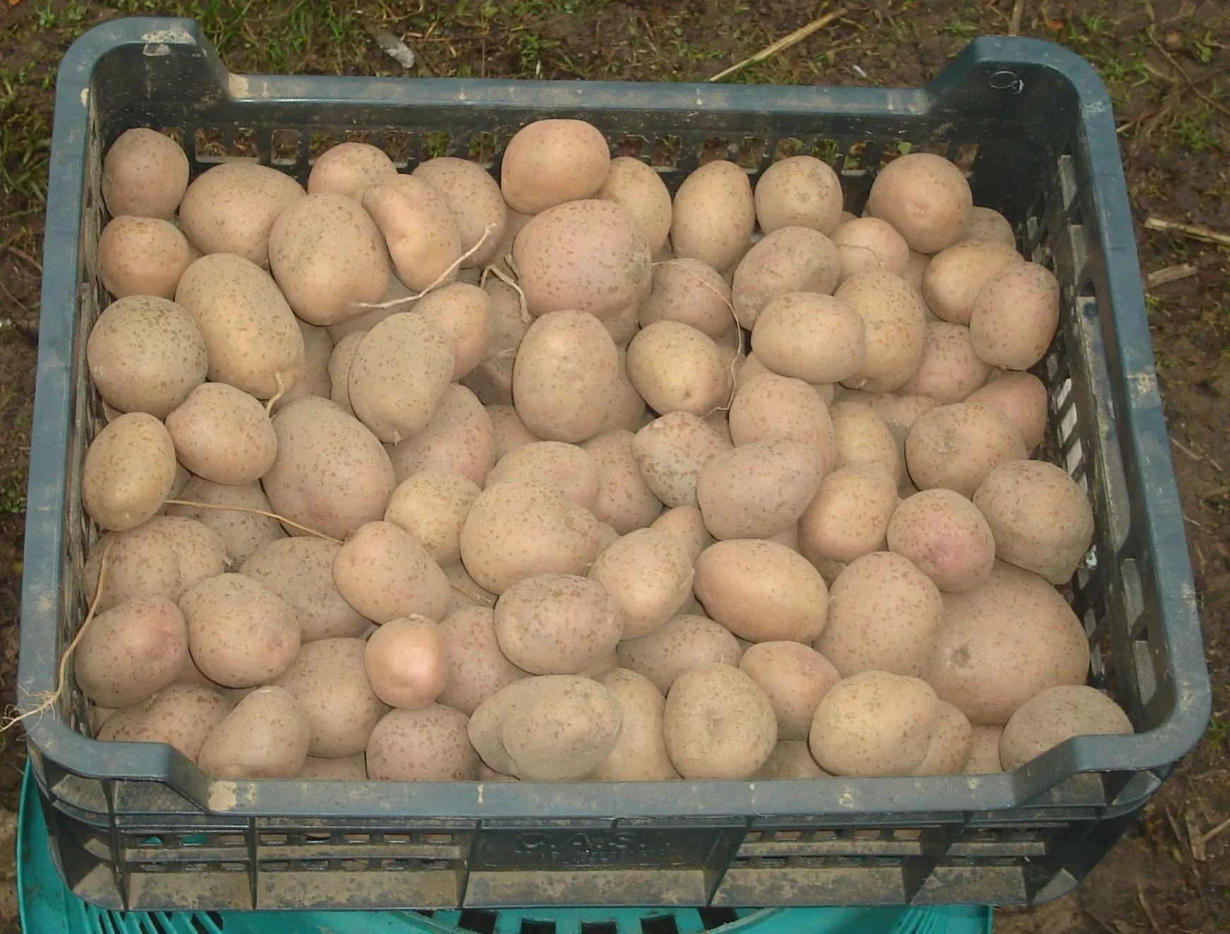 Podkiełkowywanie sadzeniaków. Prosty sposób na szybsze wschody i wyższy plon