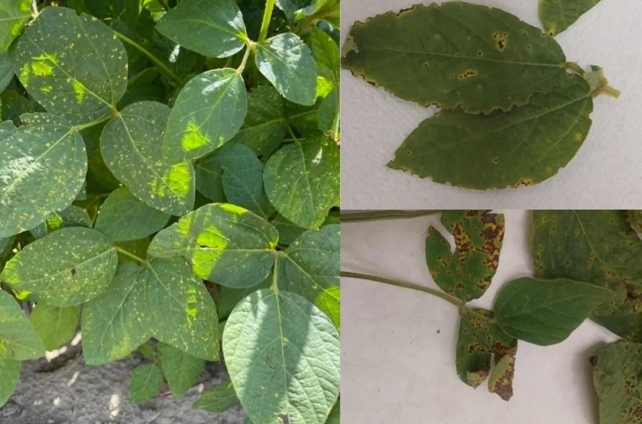 Groźne bakterie w polskiej soi! Naukowcy alarmują o nowych chorobach